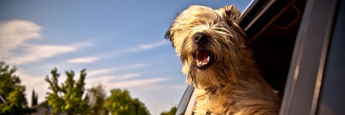 Transporte de perros por carretera: la excelencia de Chofermascota